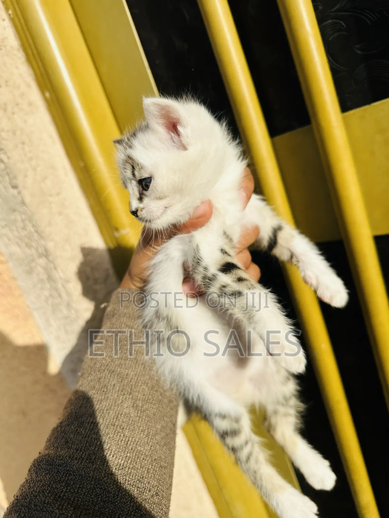 1-3 months Female Purebred Abyssinian