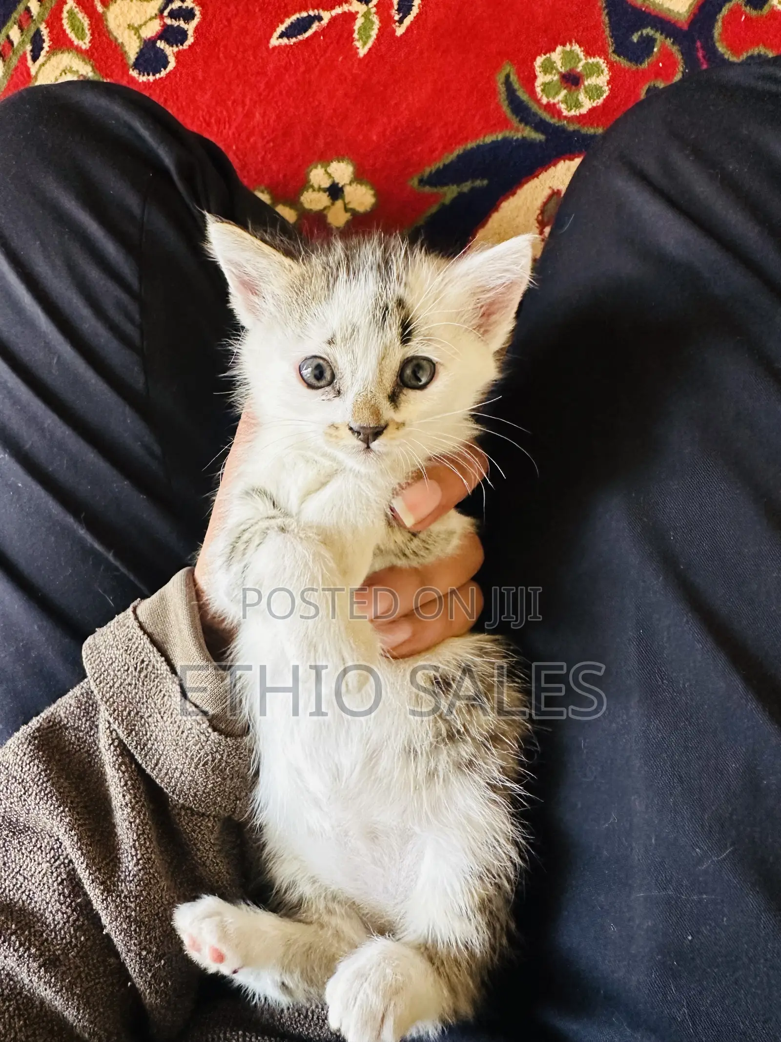 1-3 months Female Purebred Abyssinian