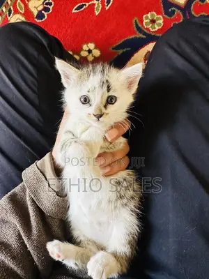 1-3 months Female Purebred Abyssinian