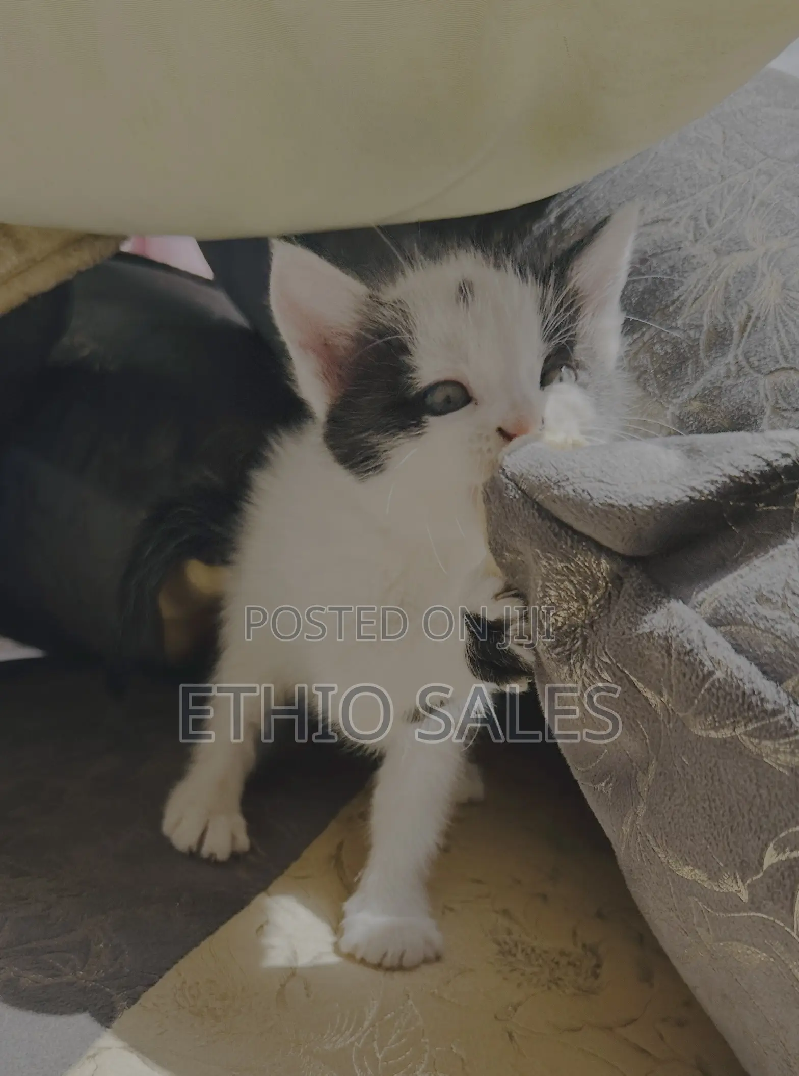 1-3 months Female Purebred Abyssinian