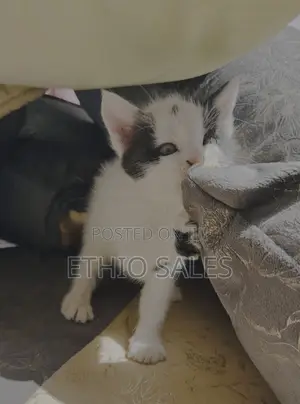 1-3 months Female Purebred Abyssinian