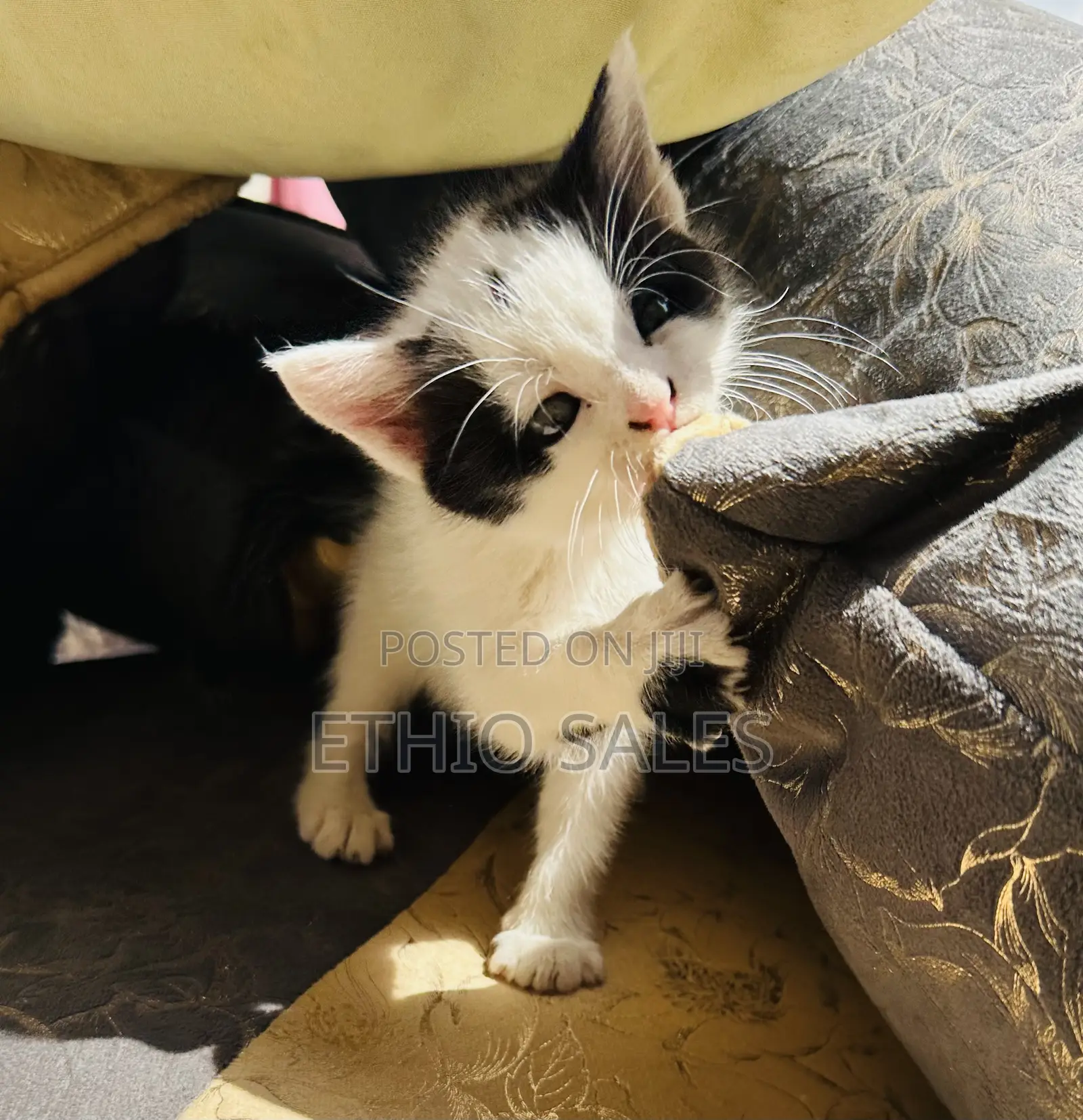 1-3 months Female Purebred Abyssinian