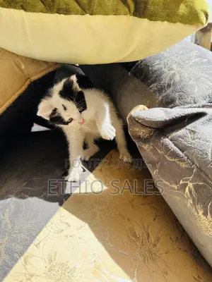 1-3 months Female Purebred Abyssinian