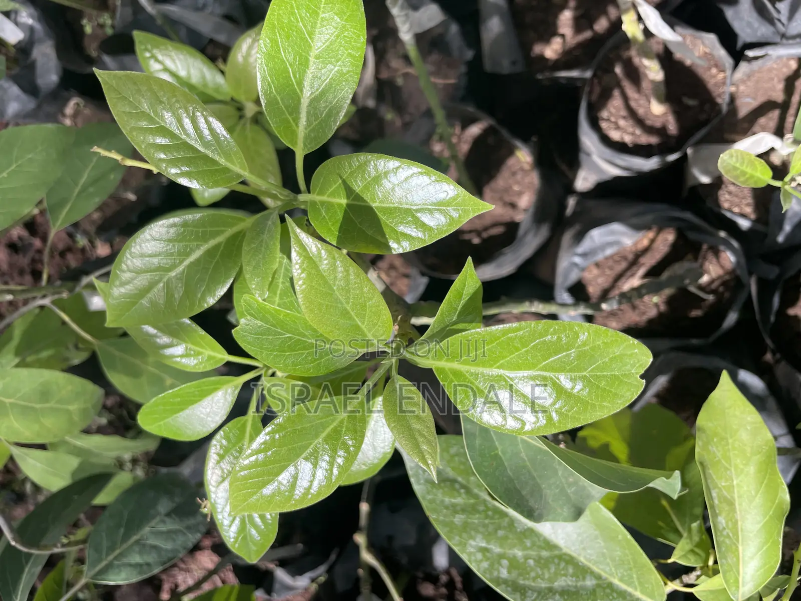 Hybrid Avocados