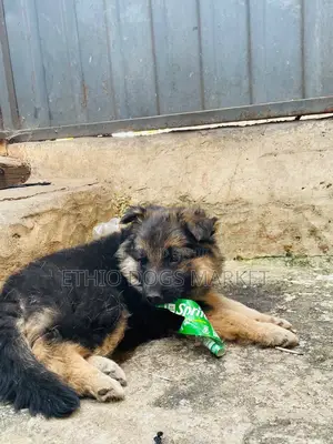 1-3 months Female Purebred German Shepherd