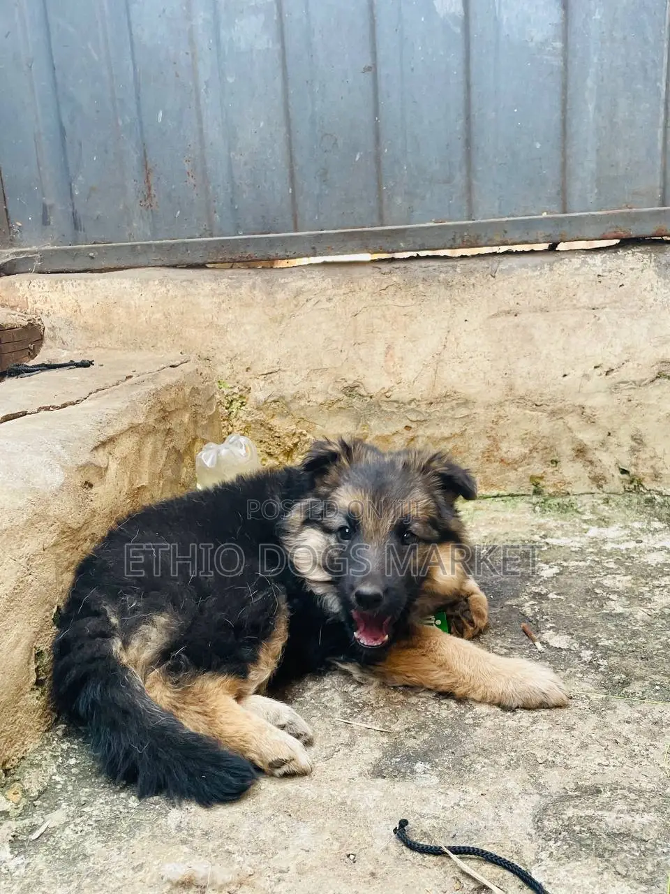 1-3 months Female Purebred German Shepherd