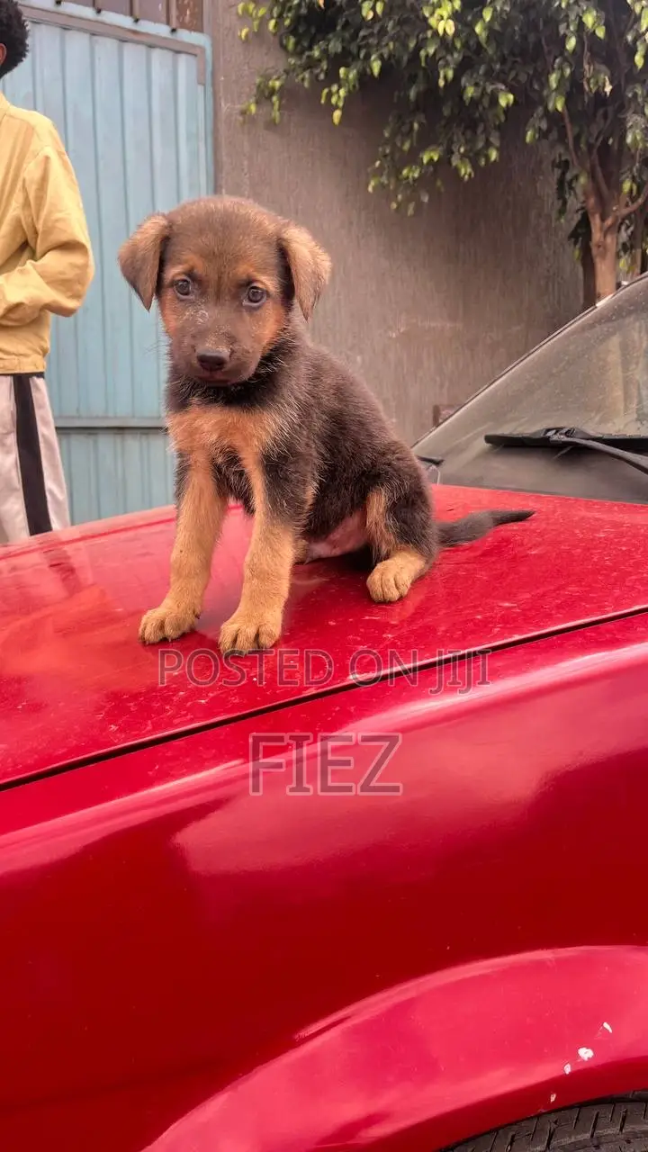 1-3 months Female Purebred German Shepherd