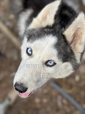 3-6 months Female Purebred Siberian Husky