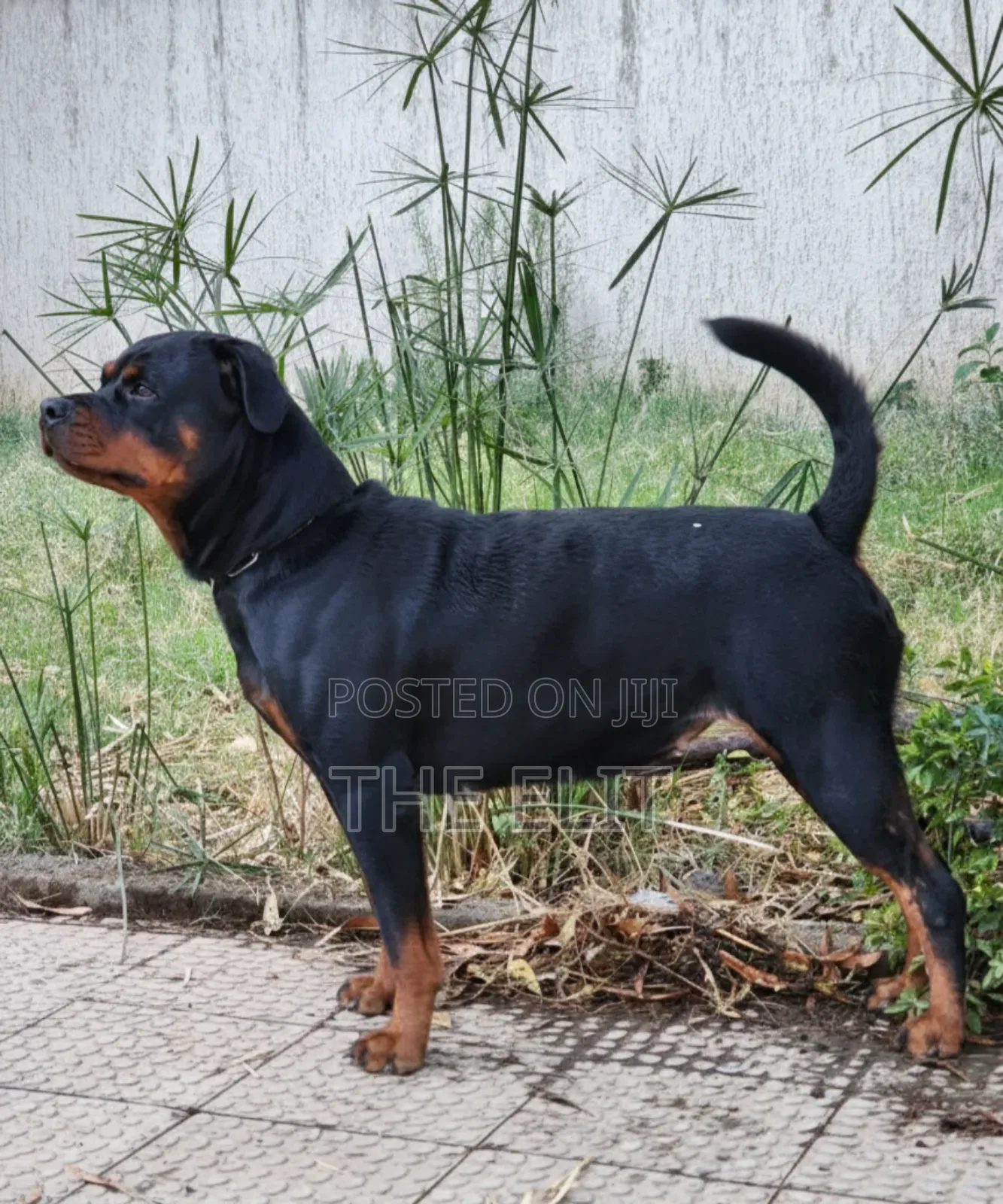 1+ year Female Purebred Rottweiler