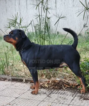 1+ year Female Purebred Rottweiler