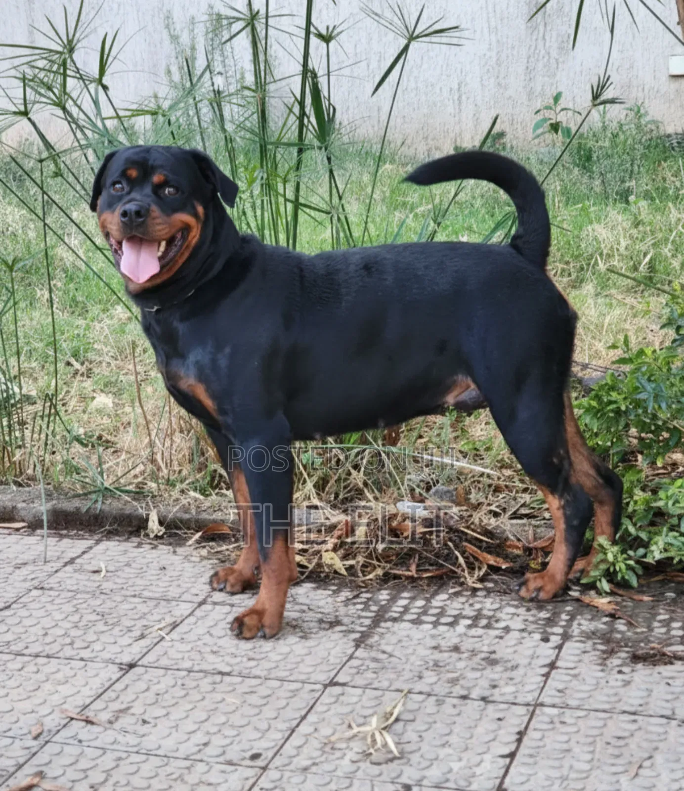 1+ year Female Purebred Rottweiler