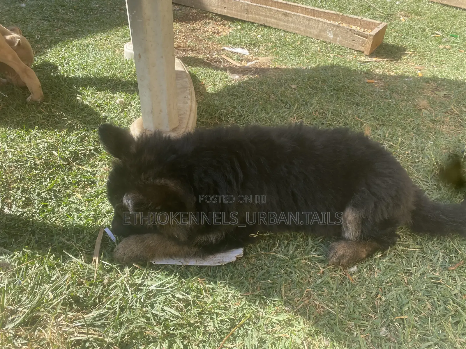 1-3 months Male Purebred German Shepherd