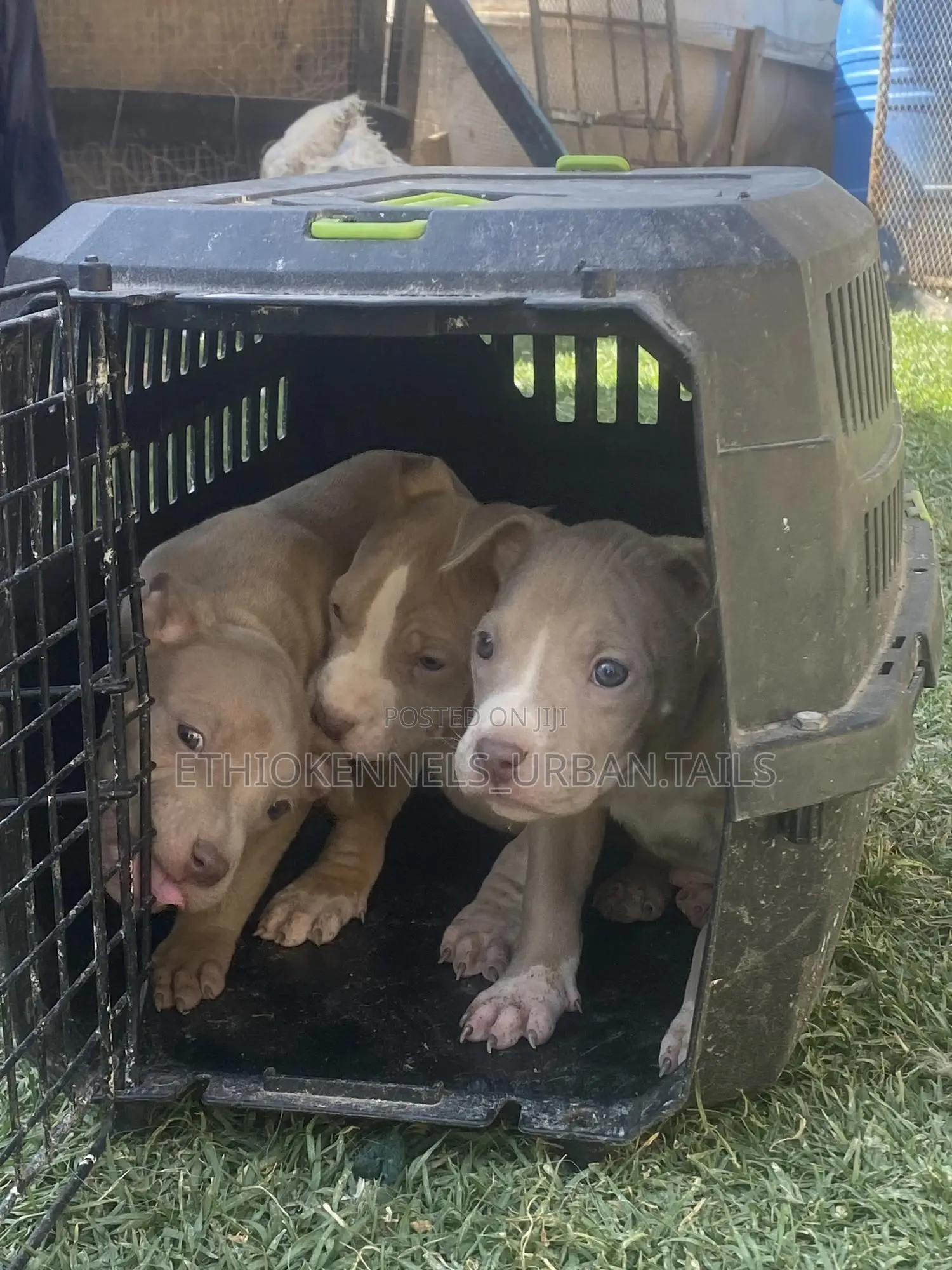 1-3 months Male Purebred American Pit Bull Terrier
