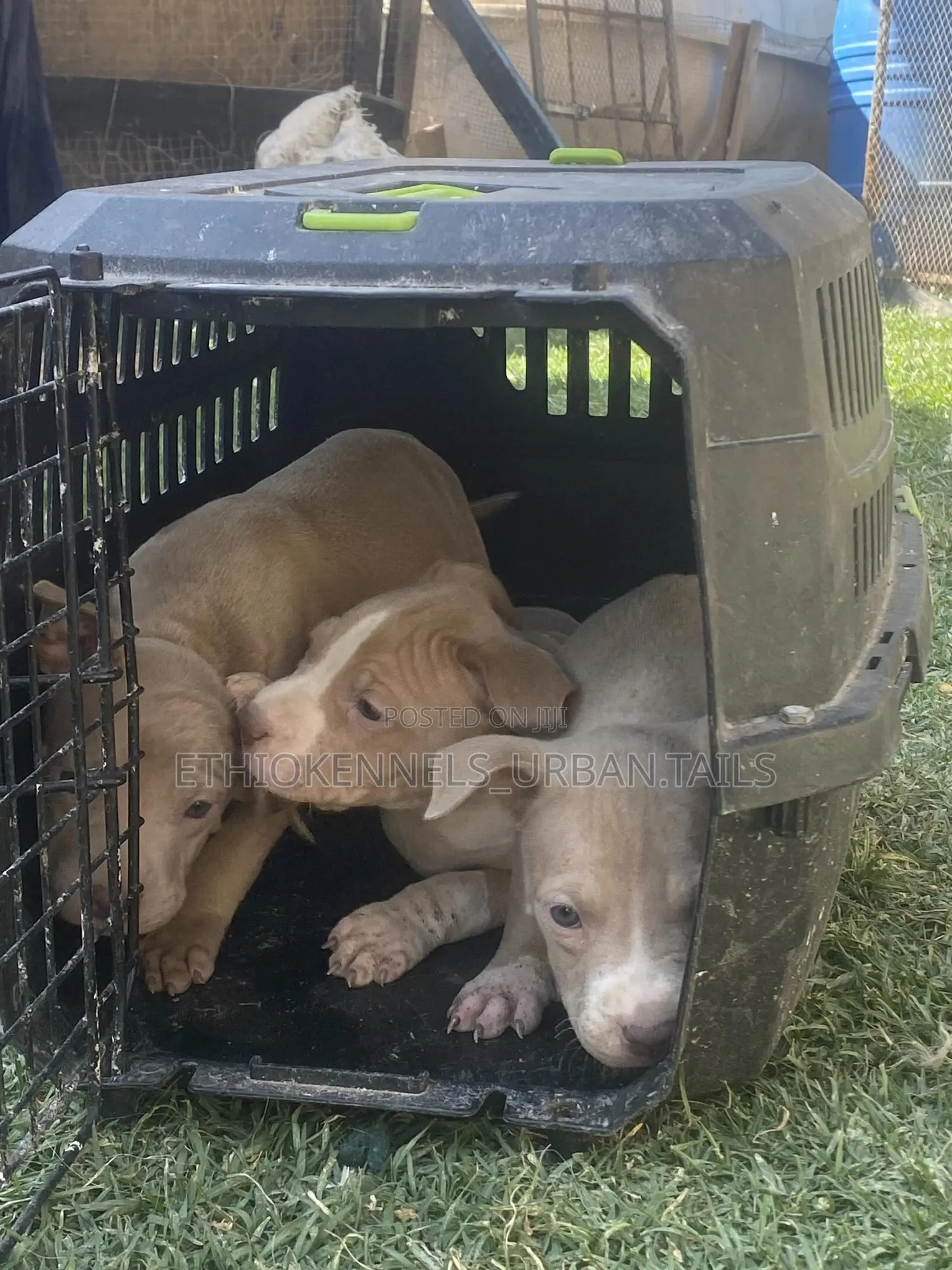 1-3 months Male Purebred American Pit Bull Terrier