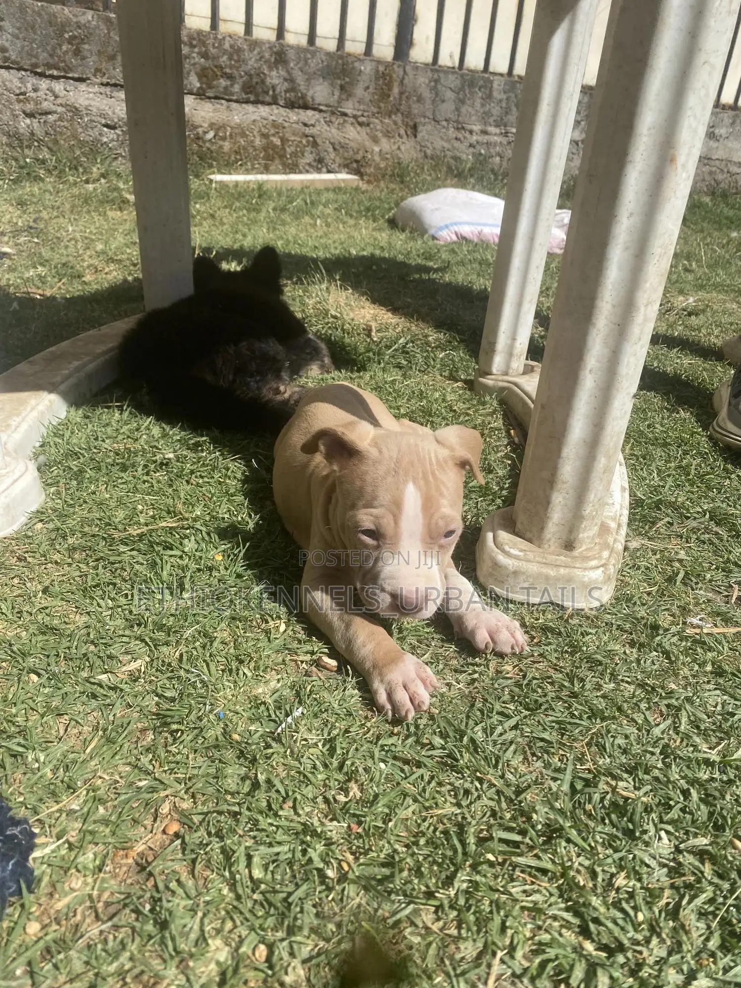 1-3 months Male Purebred American Pit Bull Terrier