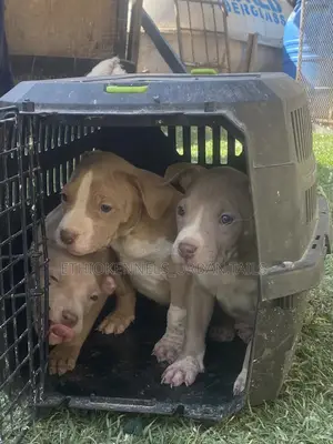 1-3 months Male Purebred American Pit Bull Terrier