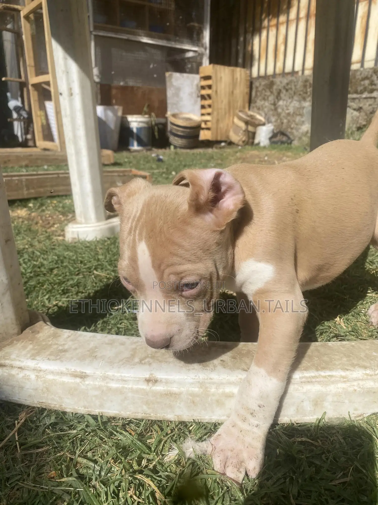1-3 months Male Purebred American Pit Bull Terrier