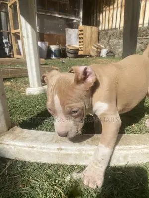 1-3 months Male Purebred American Pit Bull Terrier