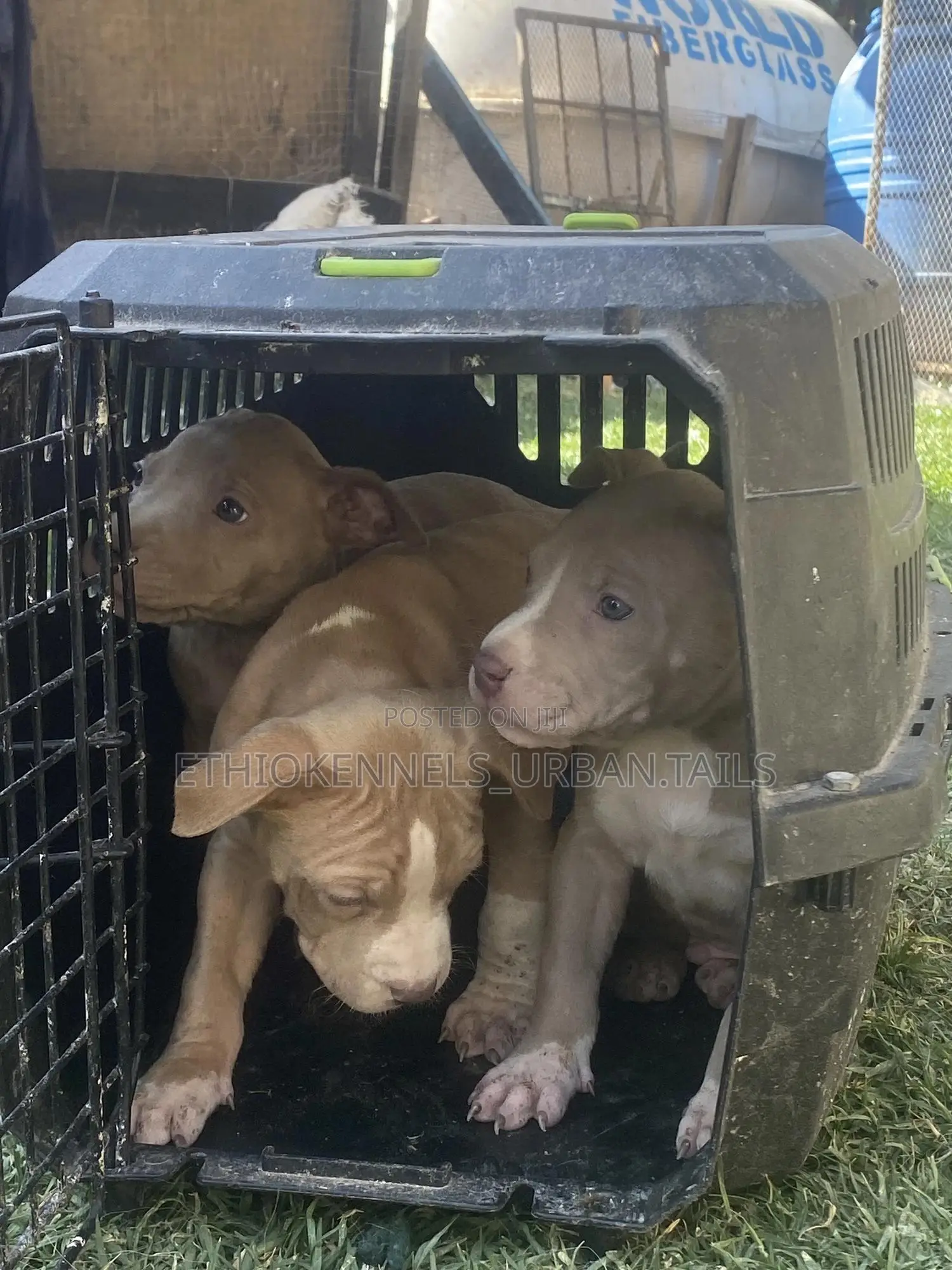 1-3 months Male Purebred American Pit Bull Terrier