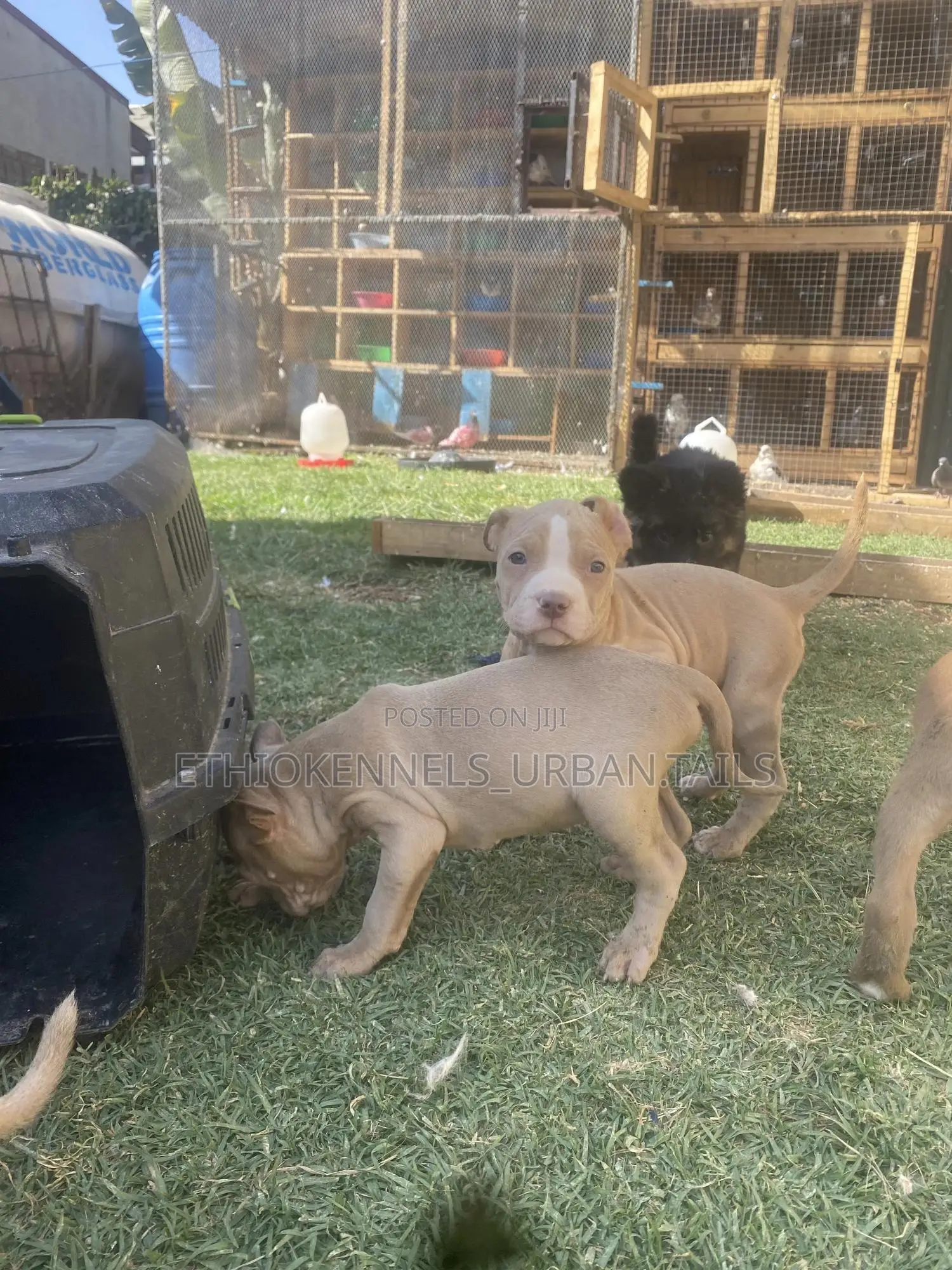 1-3 months Male Purebred American Pit Bull Terrier