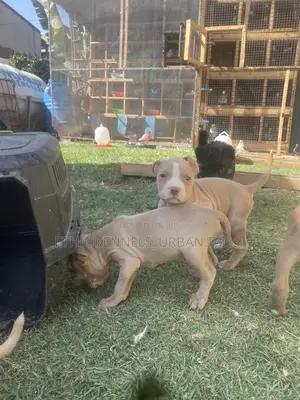 1-3 months Male Purebred American Pit Bull Terrier