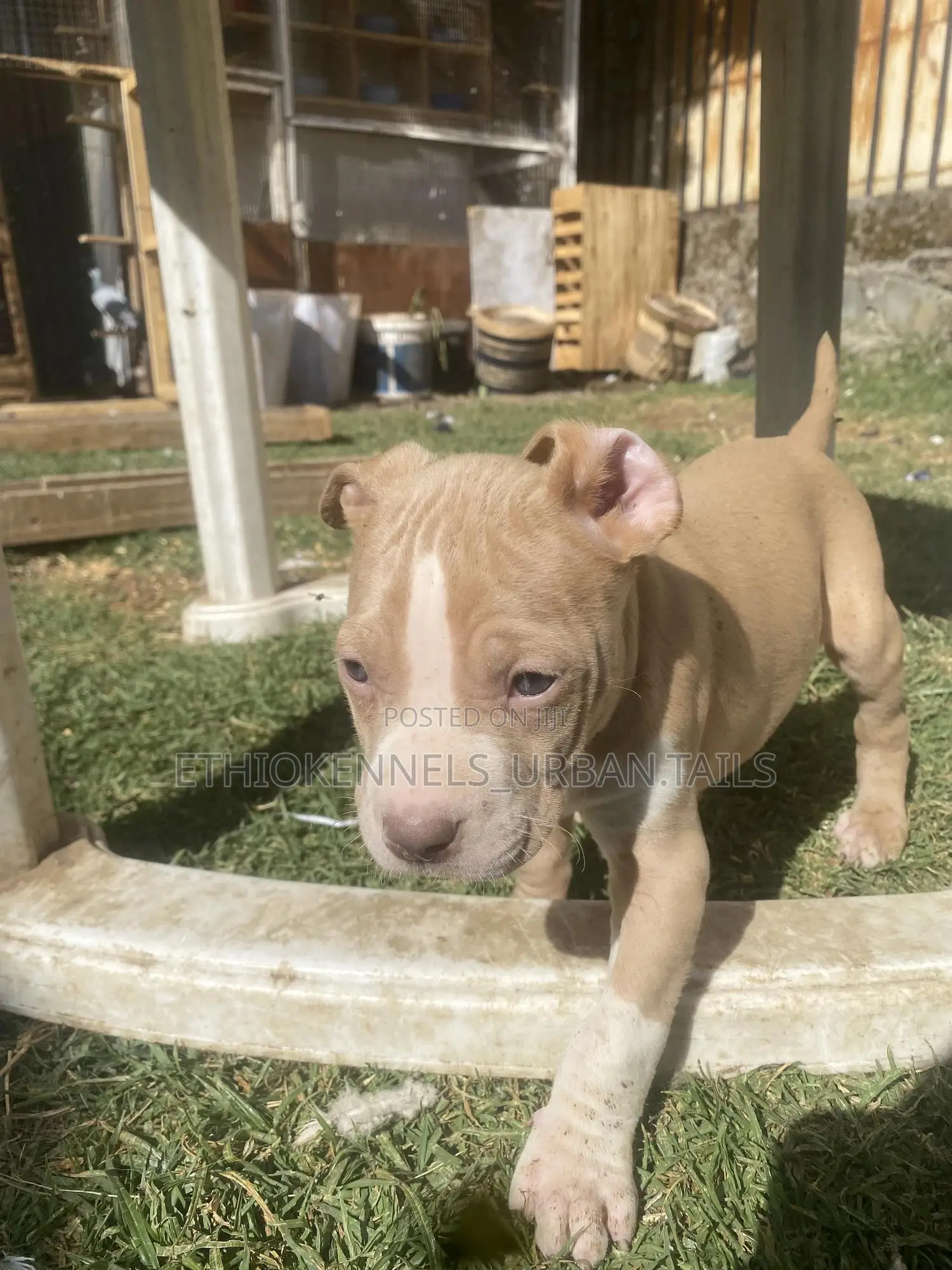 1-3 months Male Purebred American Pit Bull Terrier