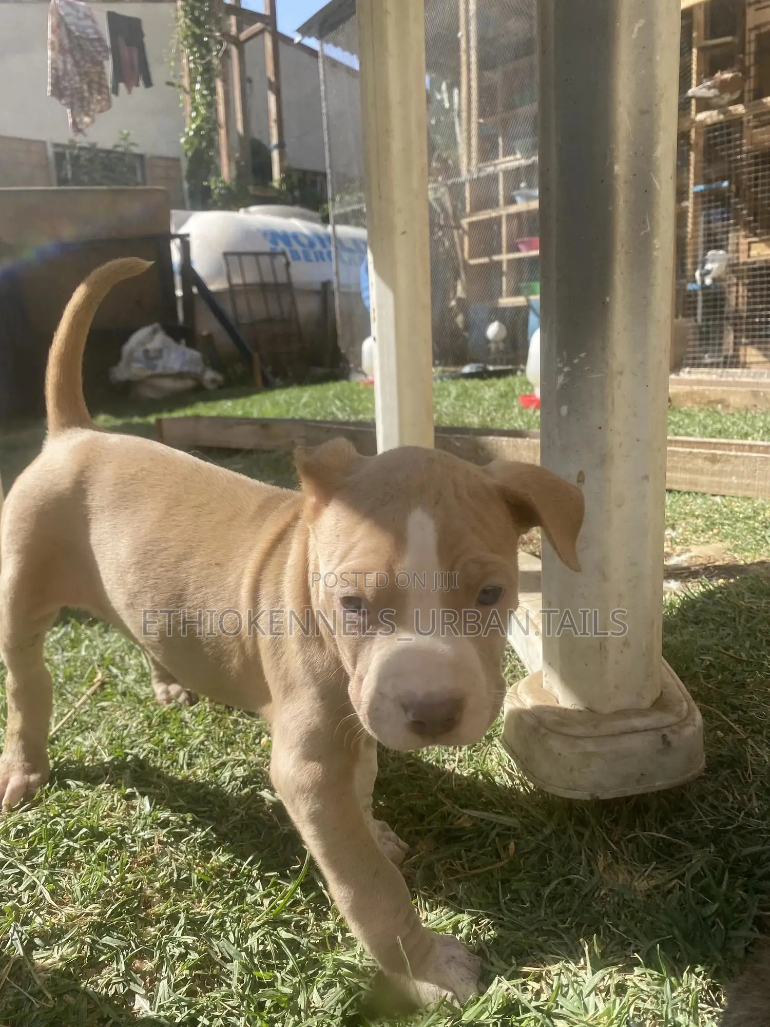 1-3 months Male Purebred American Pit Bull Terrier