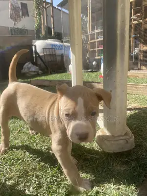 1-3 months Male Purebred American Pit Bull Terrier
