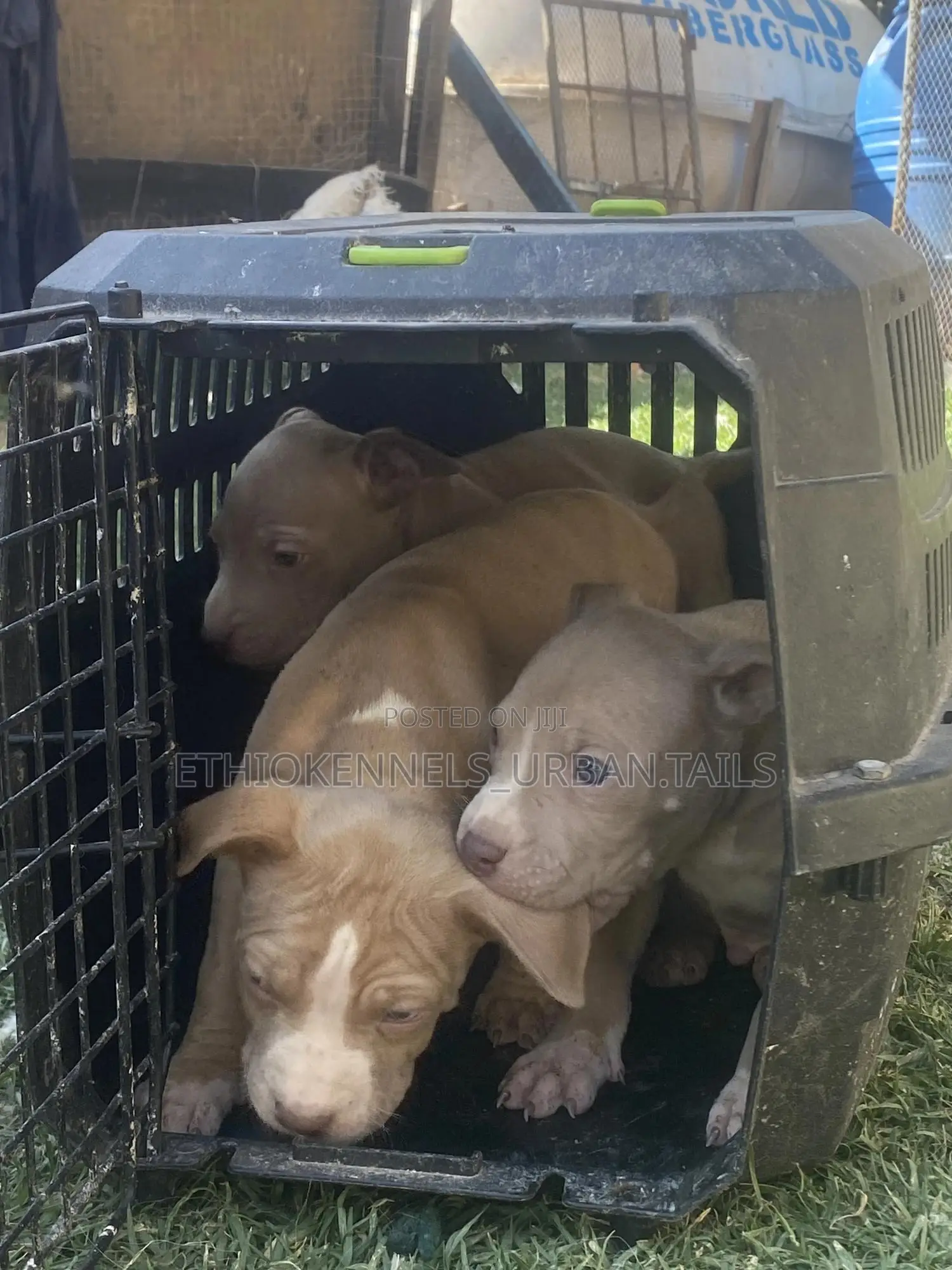 1-3 months Male Purebred American Pit Bull Terrier