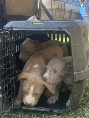 1-3 months Male Purebred American Pit Bull Terrier