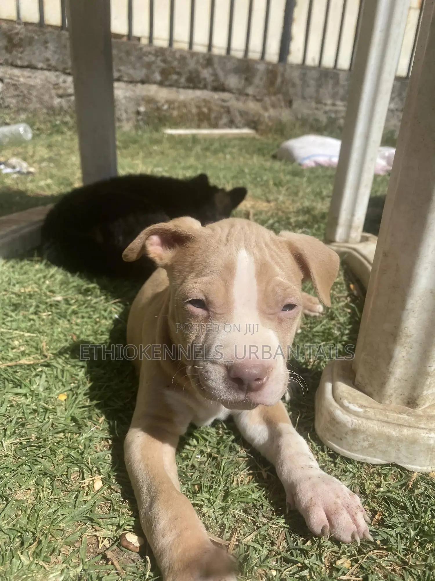 1-3 months Male Purebred American Pit Bull Terrier