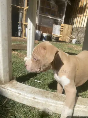 1-3 months Male Purebred American Pit Bull Terrier