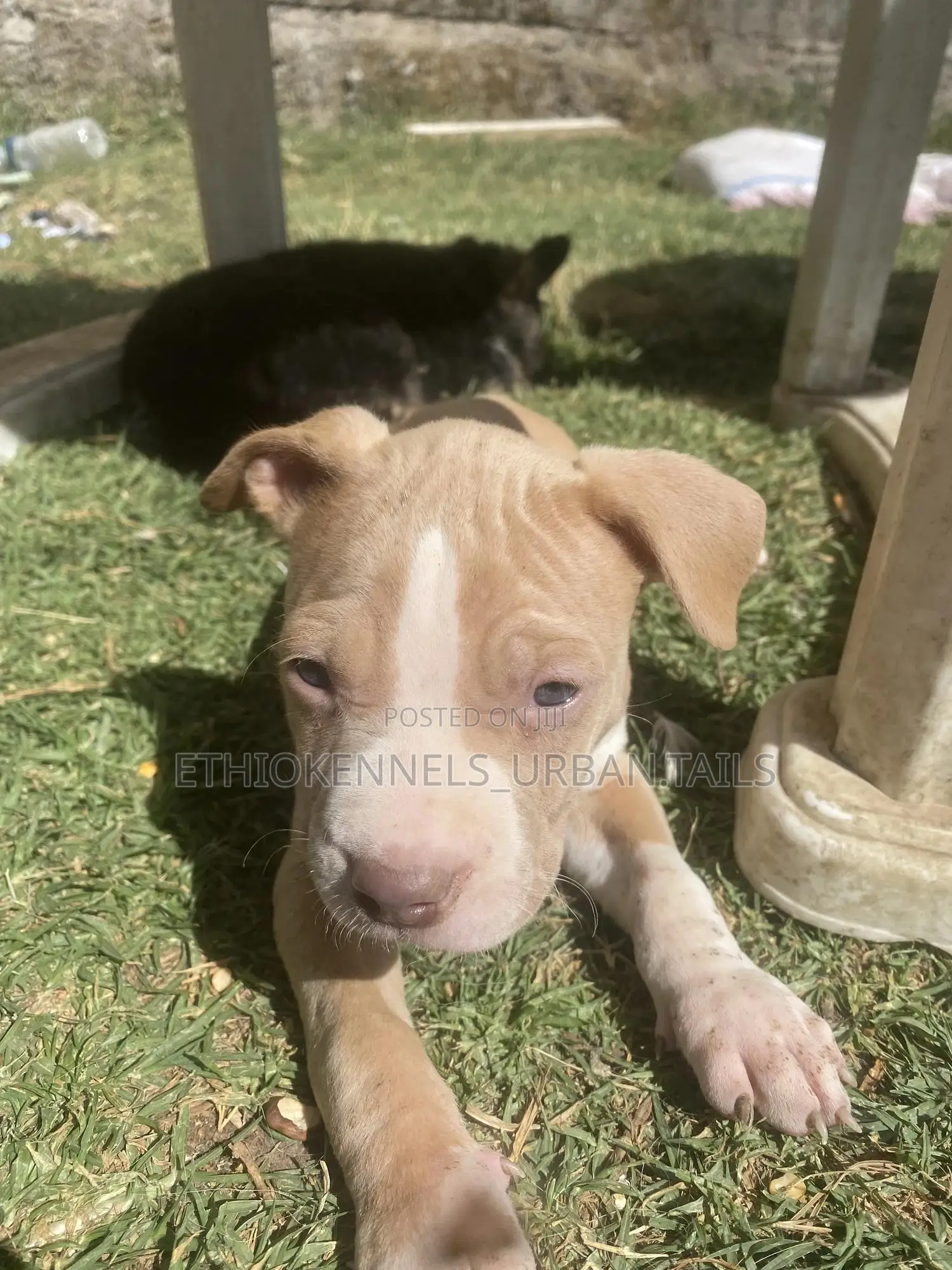 1-3 months Male Purebred American Pit Bull Terrier