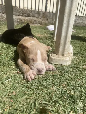 1-3 months Male Purebred American Pit Bull Terrier