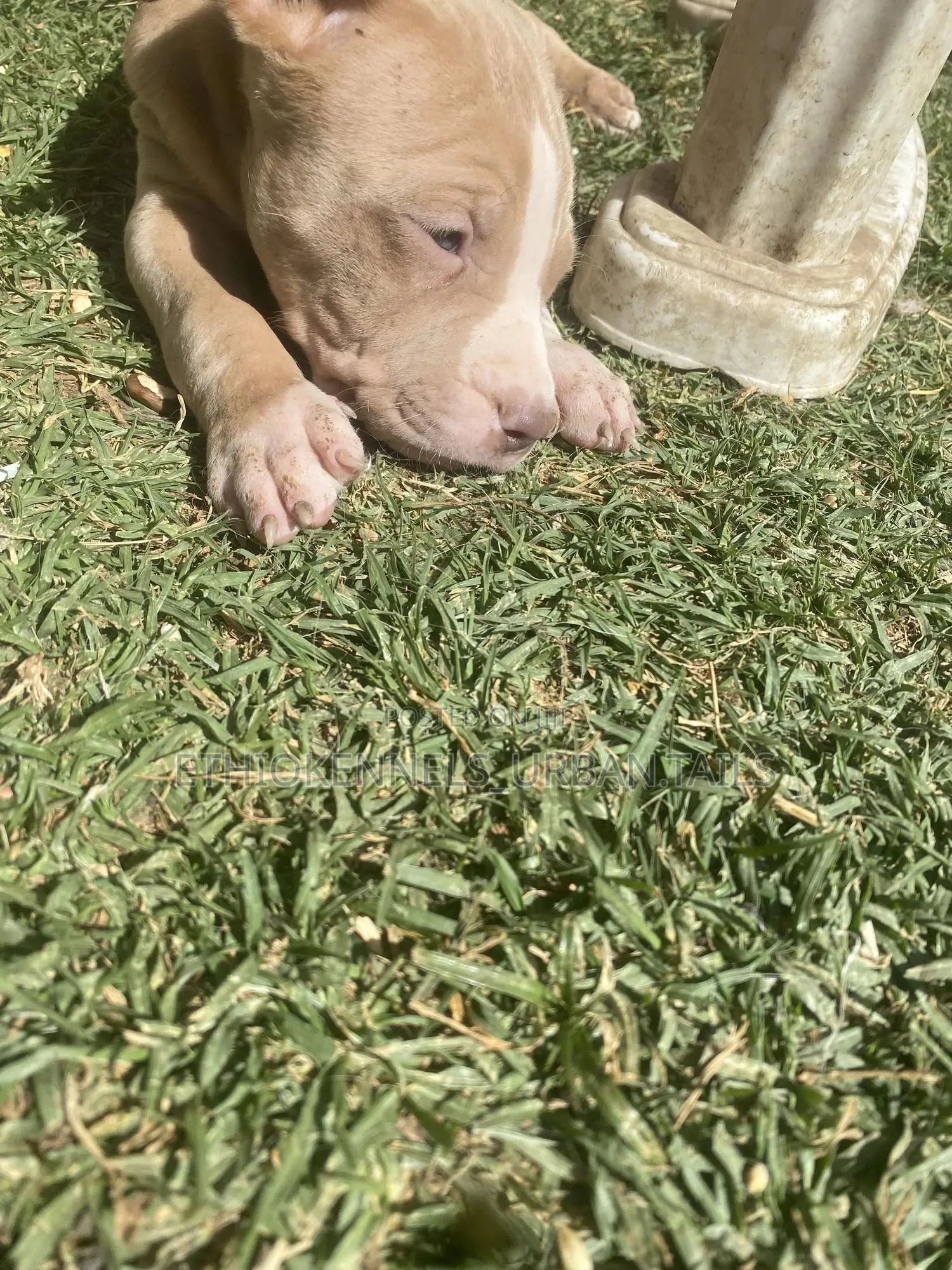 1-3 months Male Purebred American Pit Bull Terrier