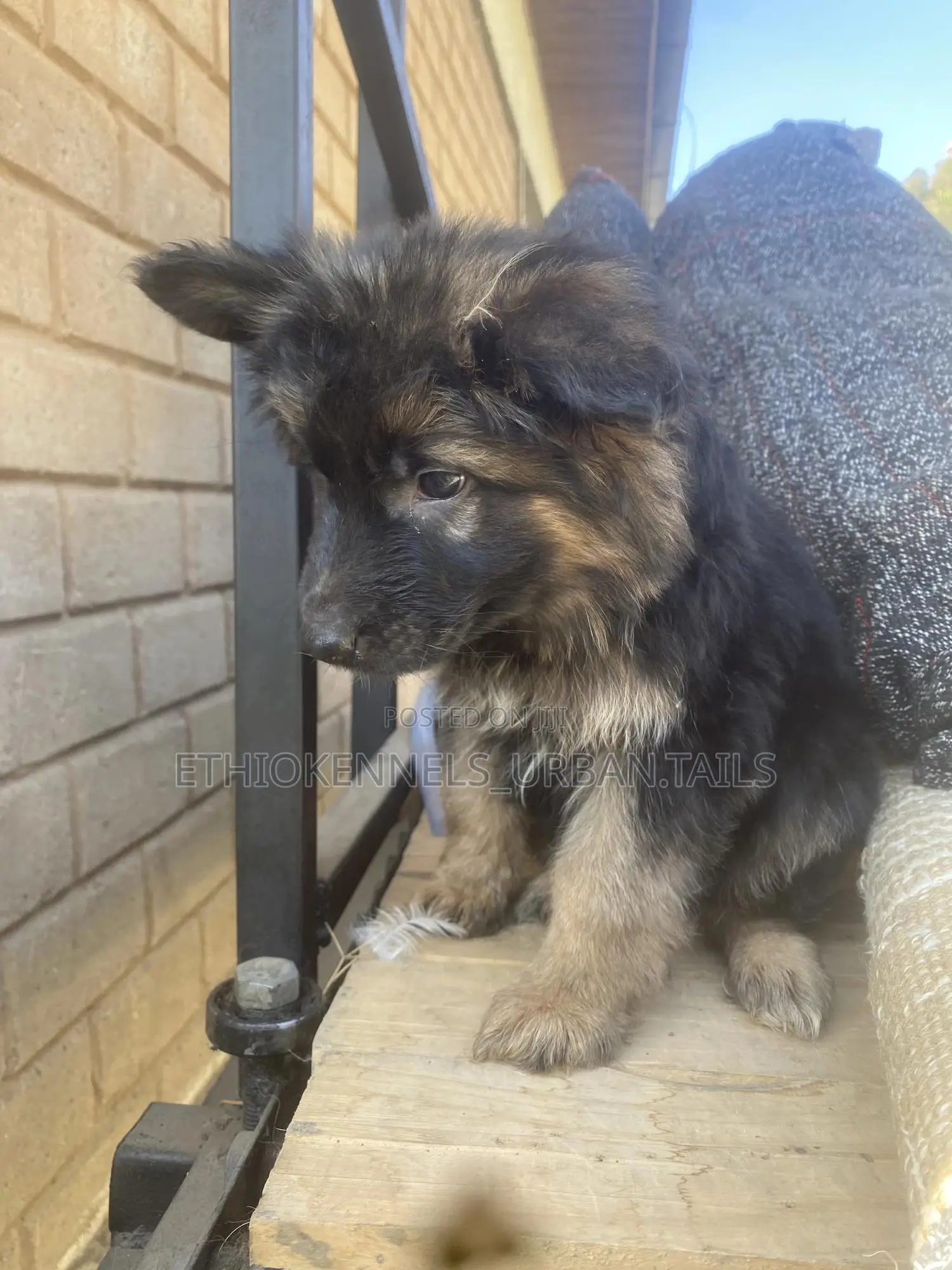 1-3 months Male Purebred German Shepherd