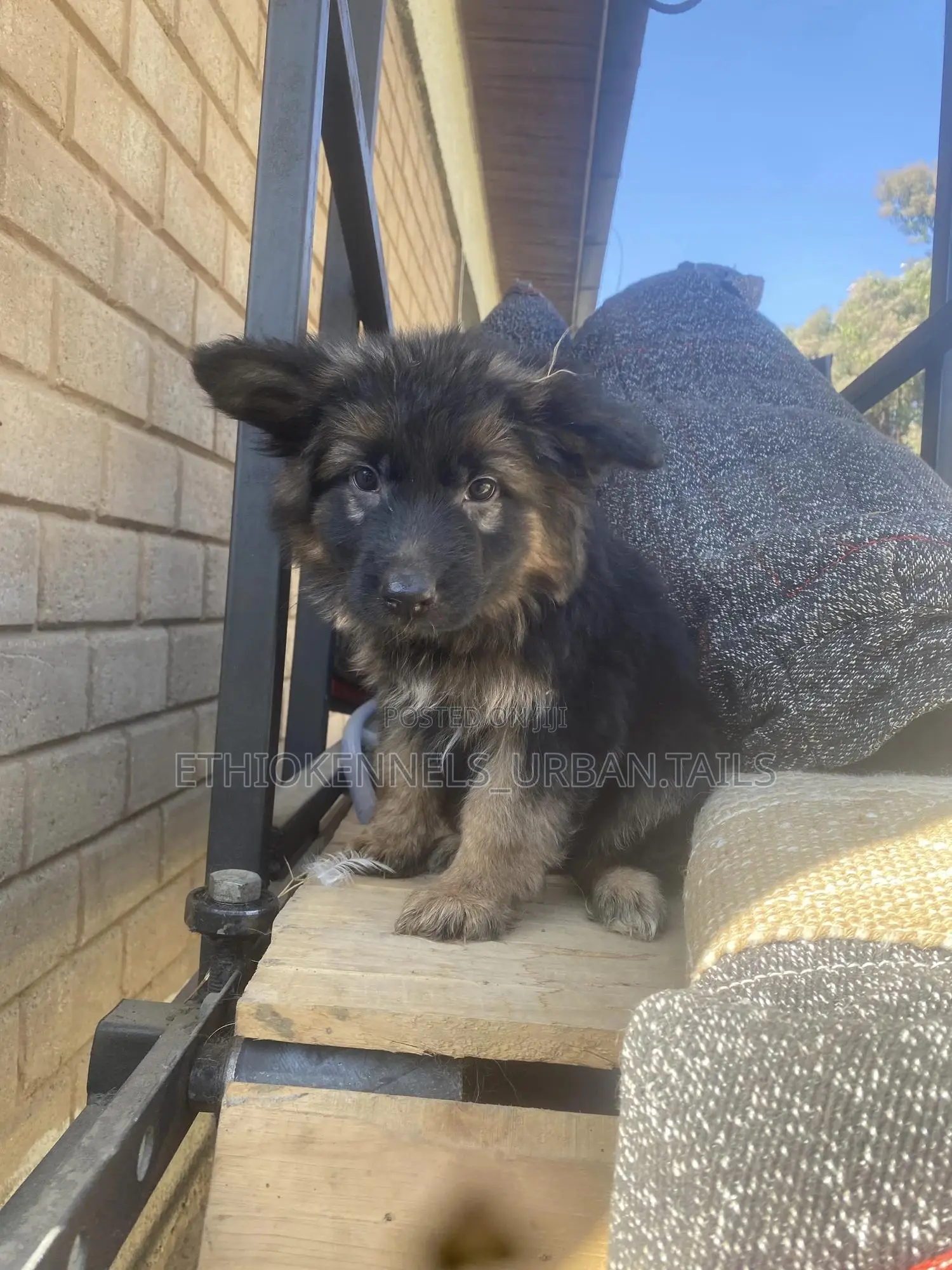 1-3 months Male Purebred German Shepherd