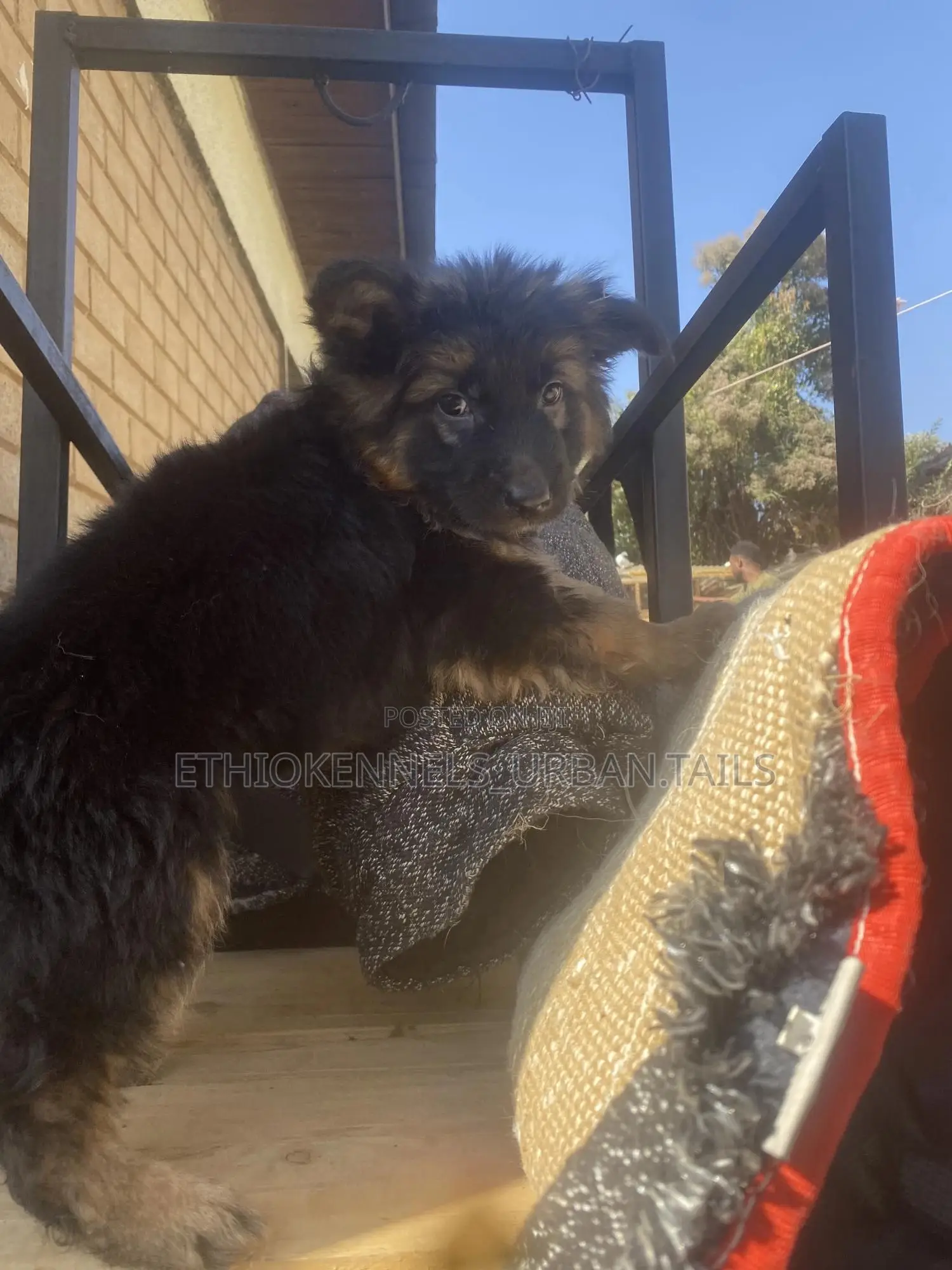 1-3 months Male Purebred German Shepherd