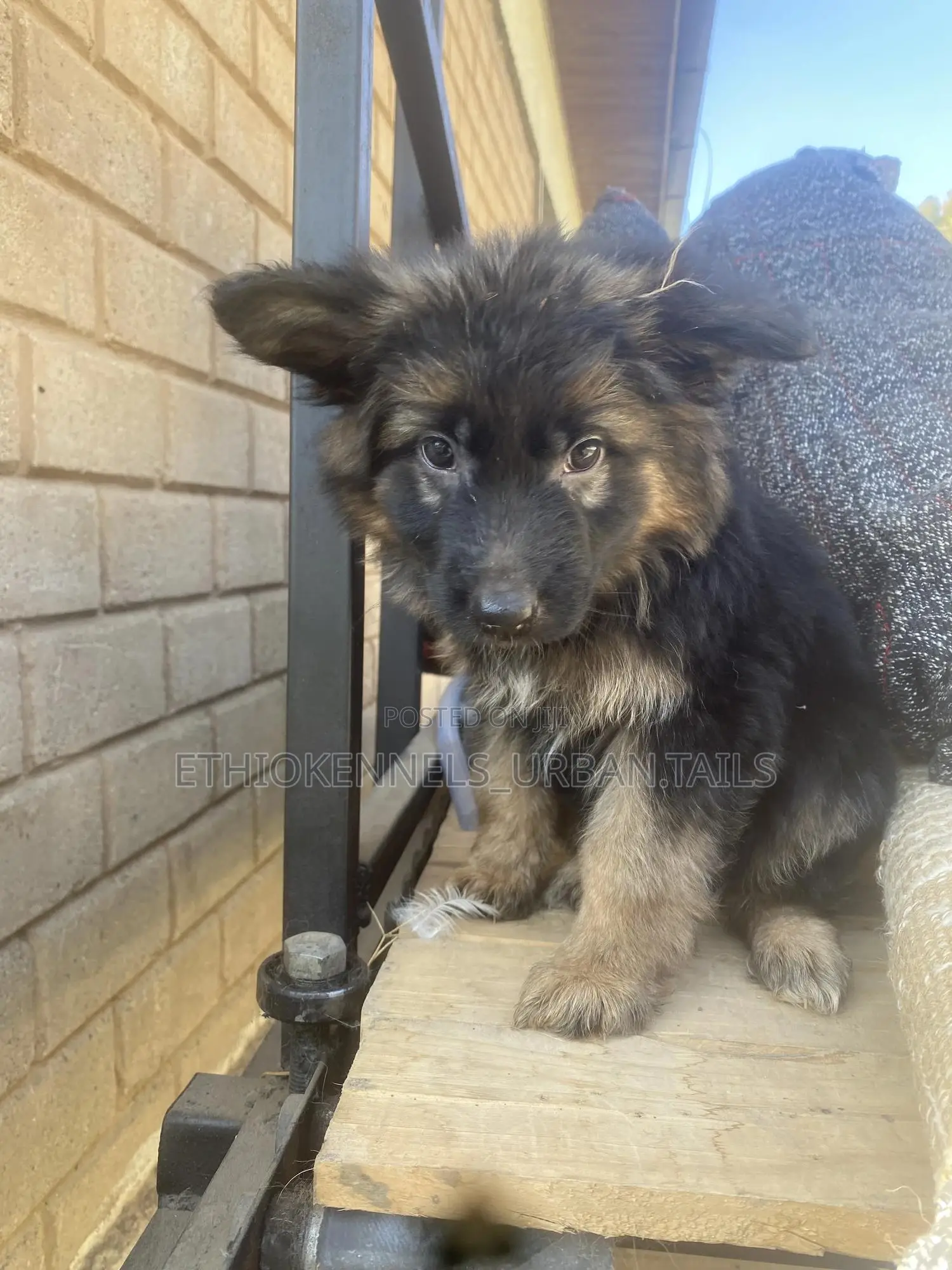 1-3 months Male Purebred German Shepherd