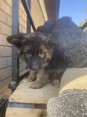 1-3 months Male Purebred German Shepherd