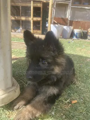 1-3 months Male Purebred German Shepherd