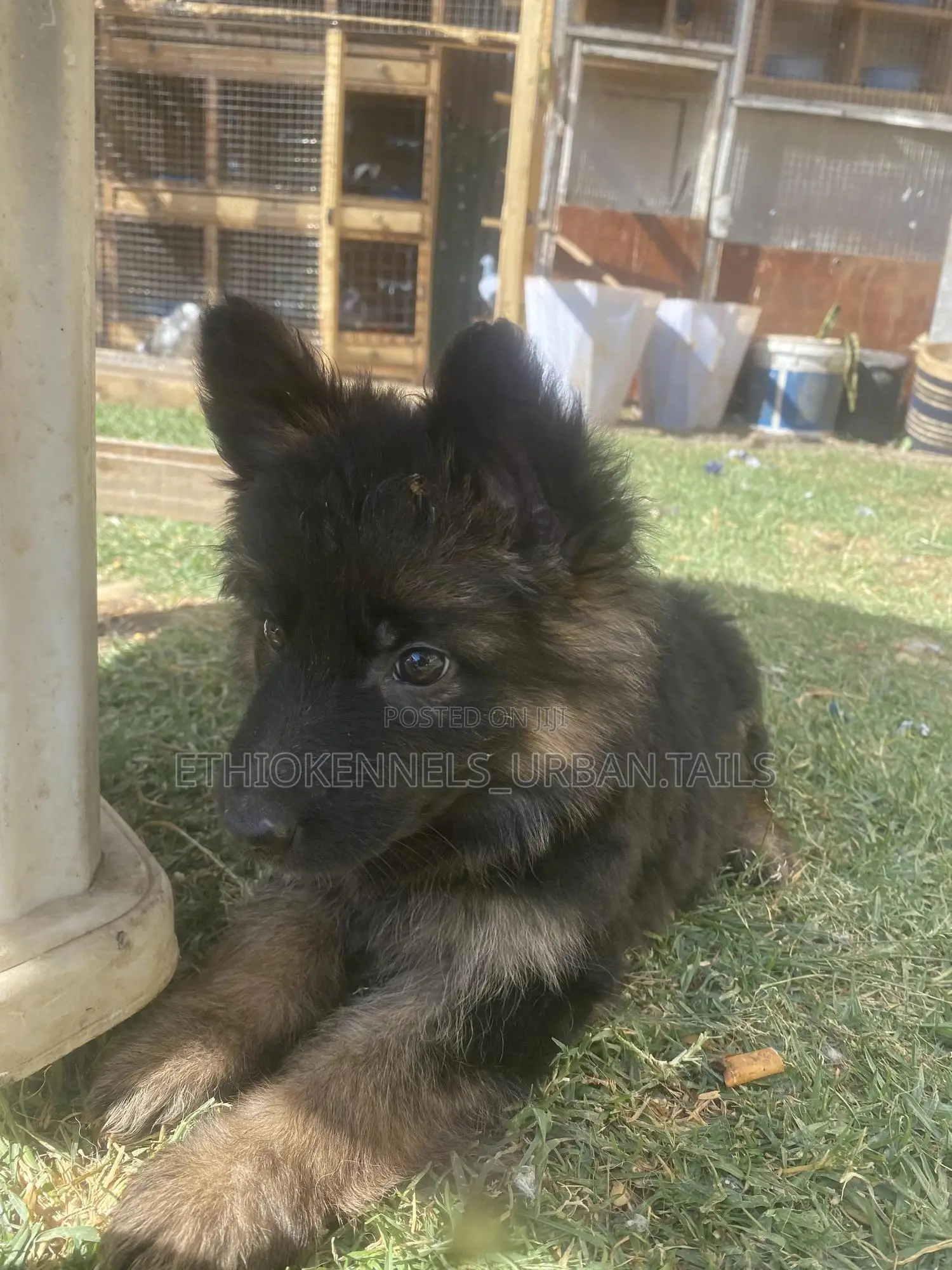 1-3 months Male Purebred German Shepherd