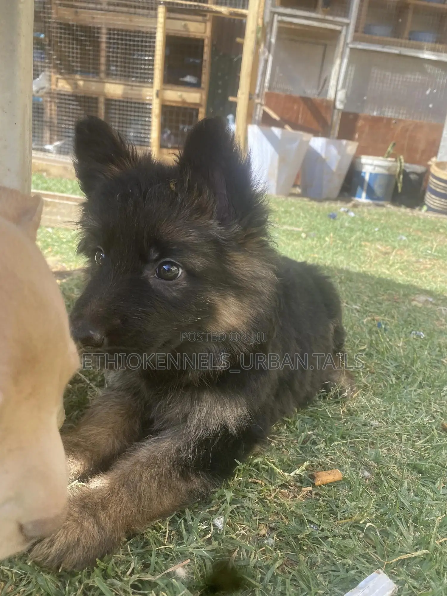 1-3 months Male Purebred German Shepherd