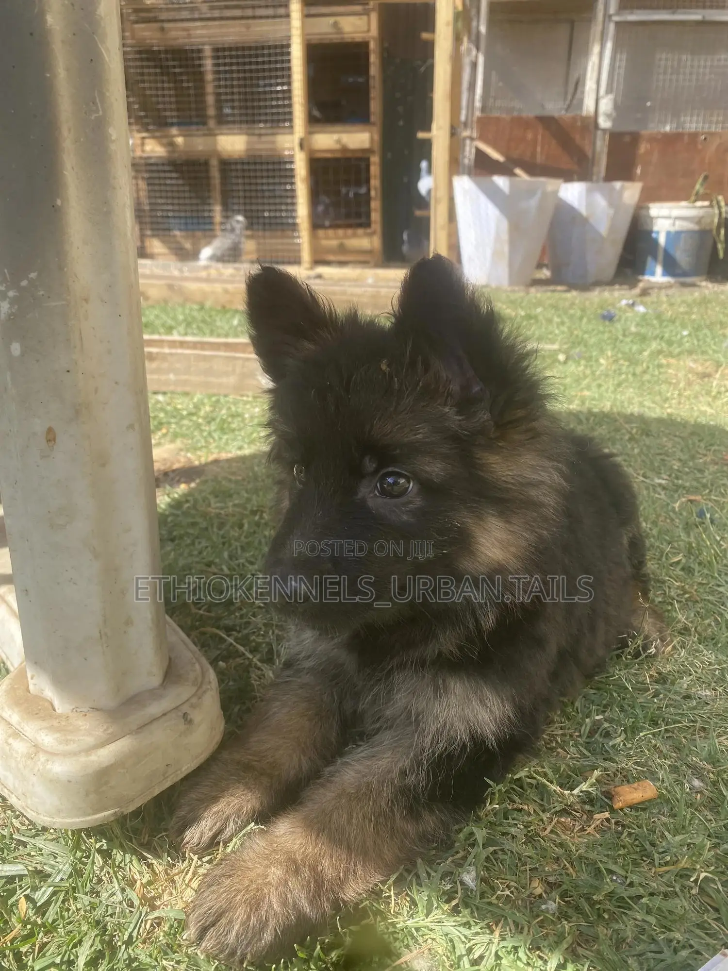 1-3 months Male Purebred German Shepherd