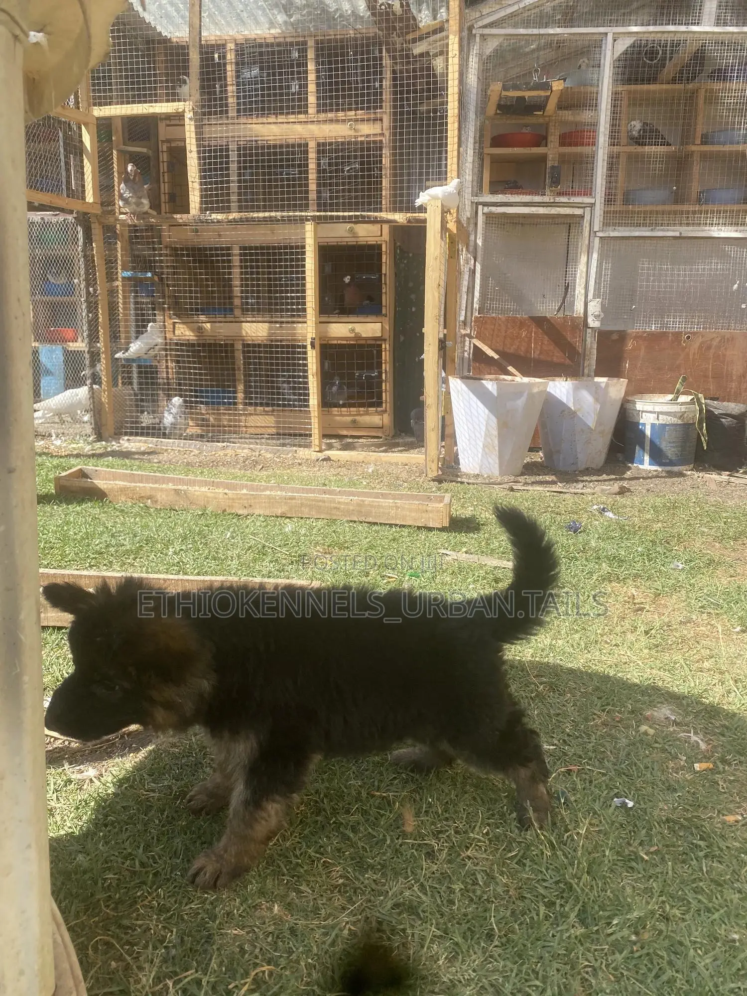 1-3 months Male Purebred German Shepherd