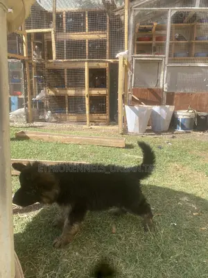 1-3 months Male Purebred German Shepherd