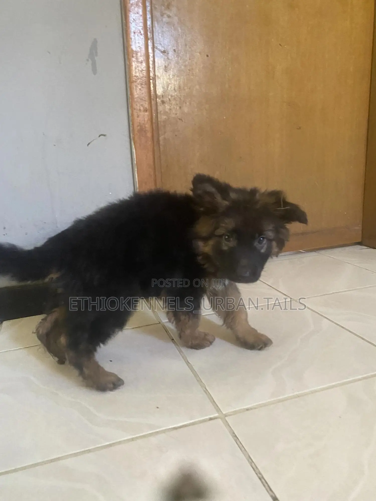 1-3 months Male Purebred German Shepherd