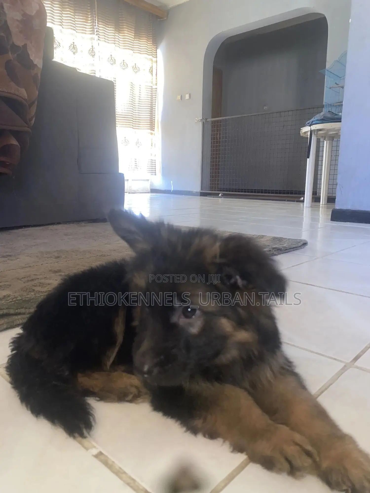 1-3 months Male Purebred German Shepherd