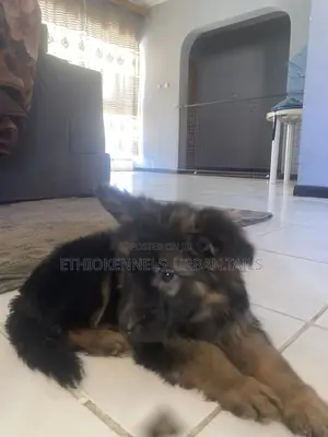 1-3 months Male Purebred German Shepherd