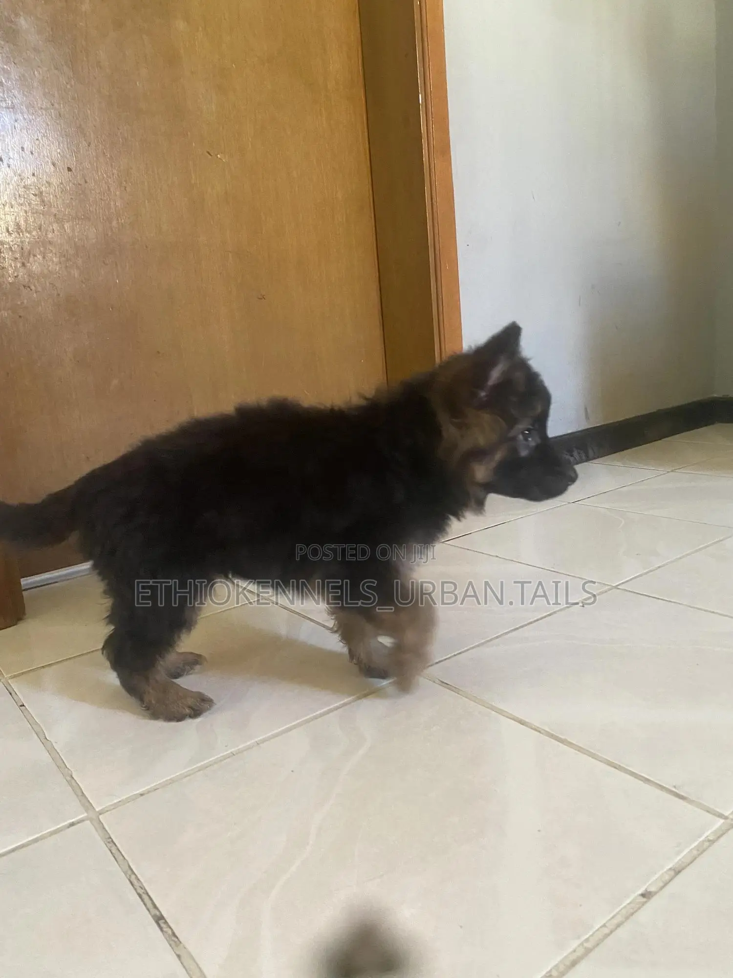 1-3 months Male Purebred German Shepherd